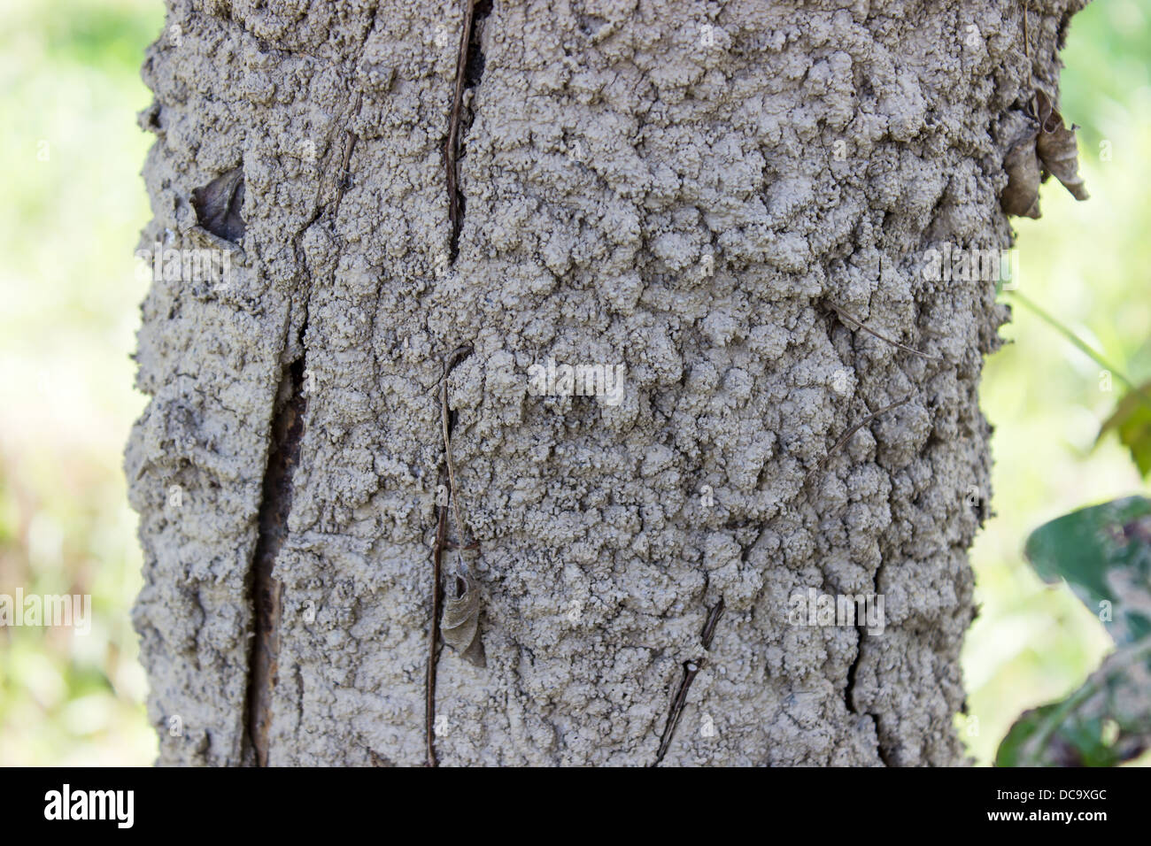 Termitière niché dans un manguier dans la nature, la Thaïlande Banque D'Images