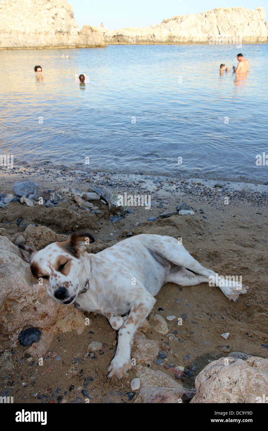 Chien endormi sur la plage locale à Saint Paul's Bay, Lindos, Rhodes, Grèce Banque D'Images