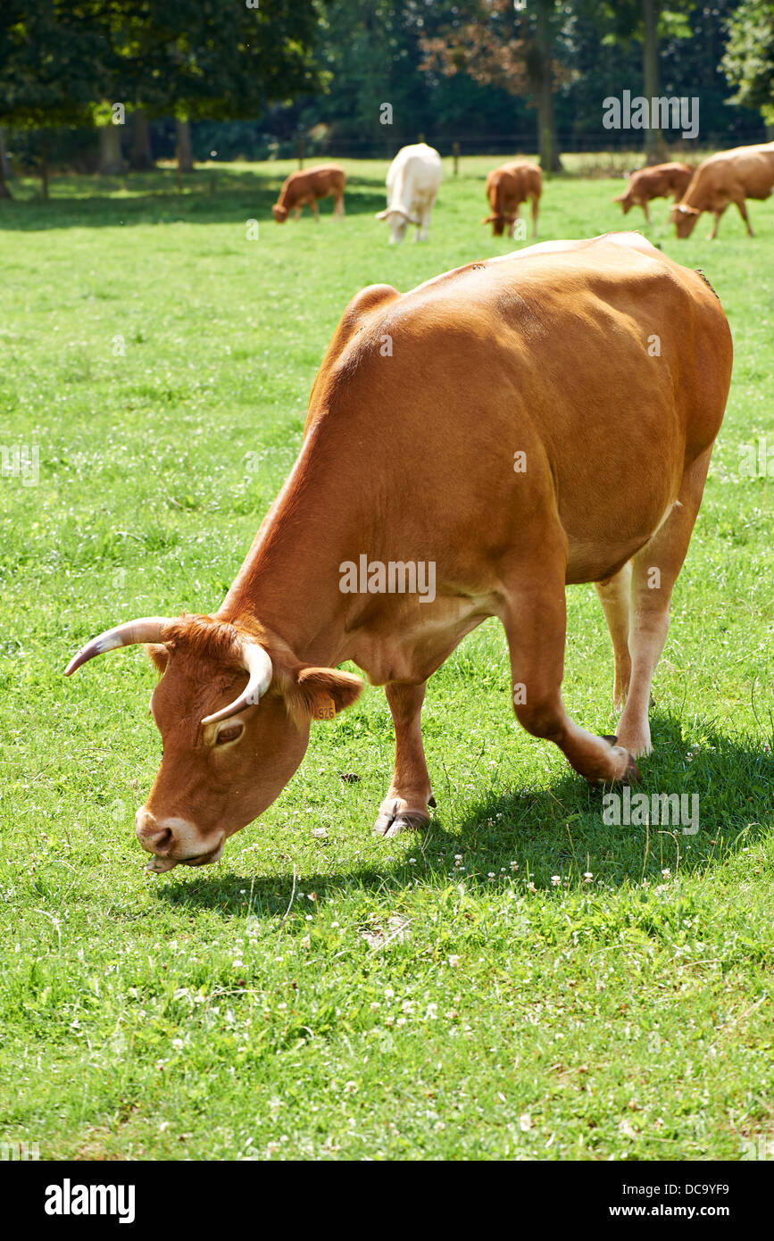 Vache belge dans un cadre typiquement belge Banque D'Images