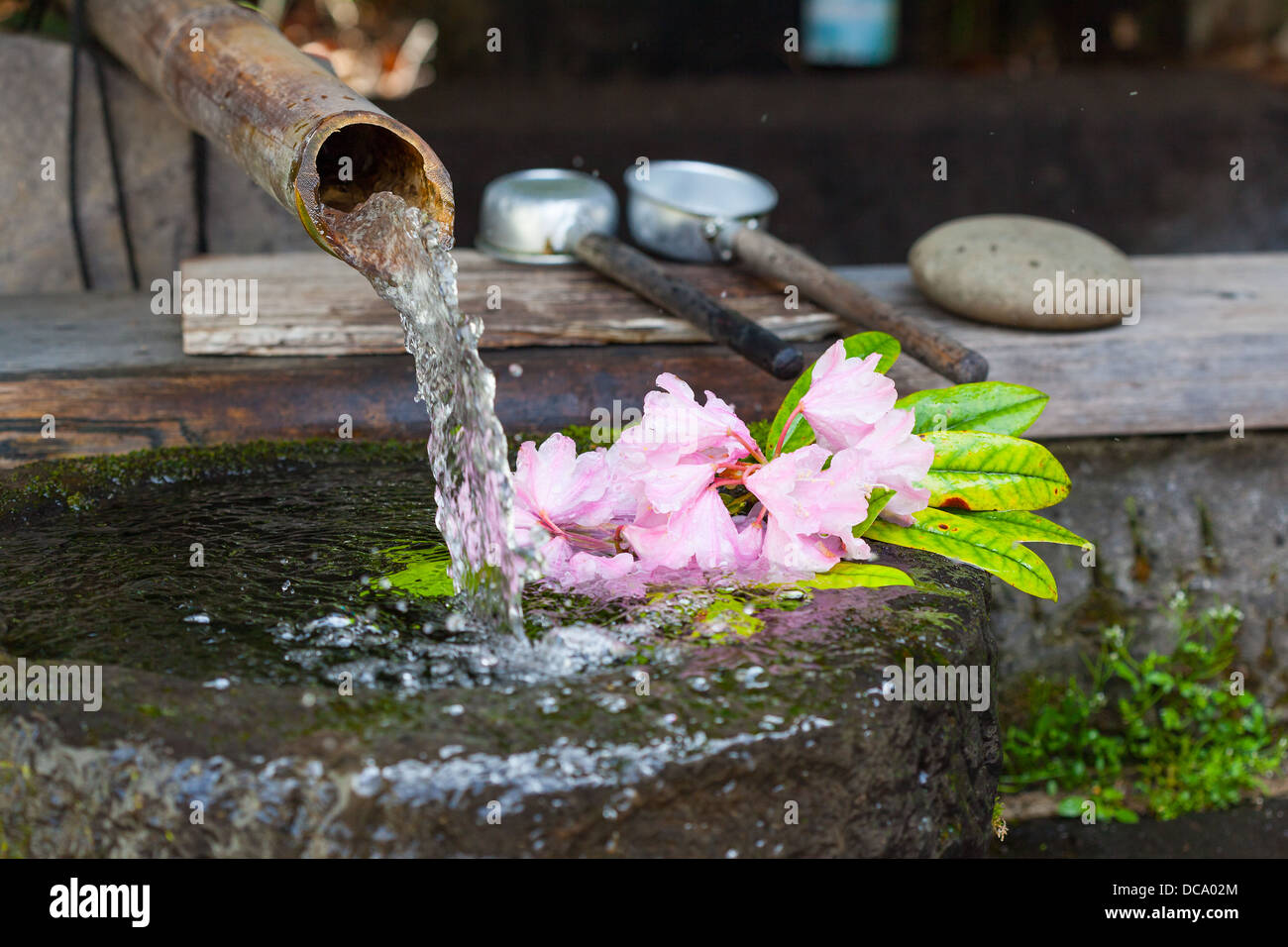 L'eau, bassin japonais appelé tsukubai, alimenté par une conduite d'eau,  bambou ou kakei. Rhododendron rose fleurs flottent dans l'eau Photo Stock -  Alamy
