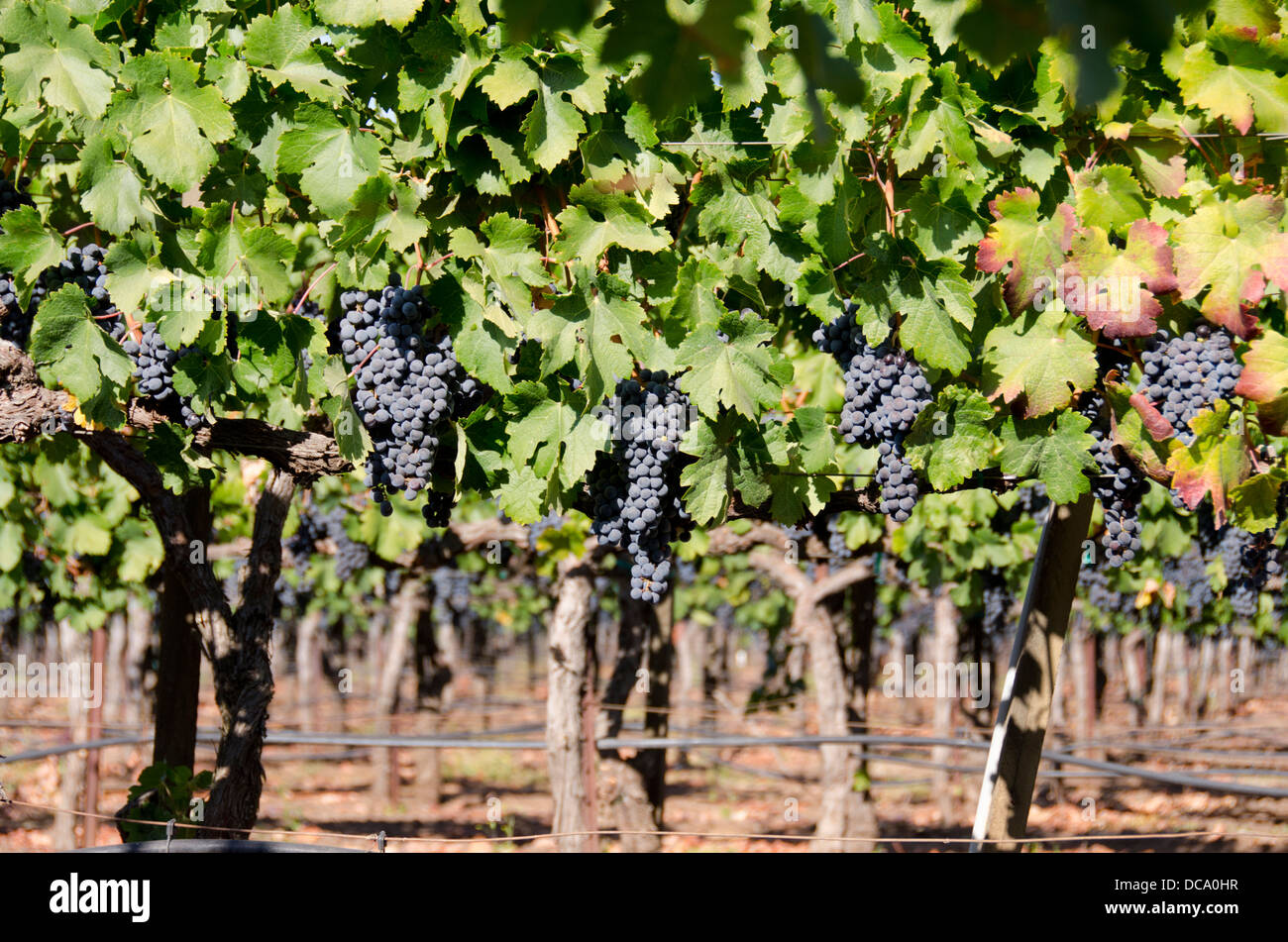 Californie, Napa Valley Wine Country. Vigne Vin, automne 'écraser' saison dans le Comté de Sonoma. Raisins de pourpre sur la vigne. Banque D'Images