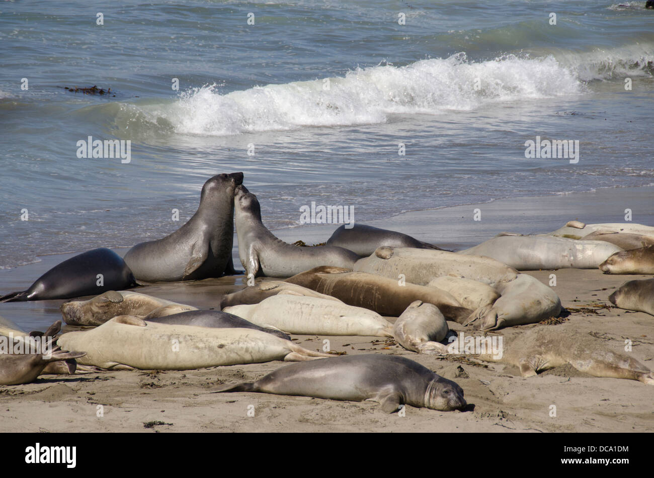 La Californie, Cambria, plage de Piedras Blancas. Sentier du littoral de la Californie, San Simeon State Park. Éléphant de mer du Nord. Banque D'Images