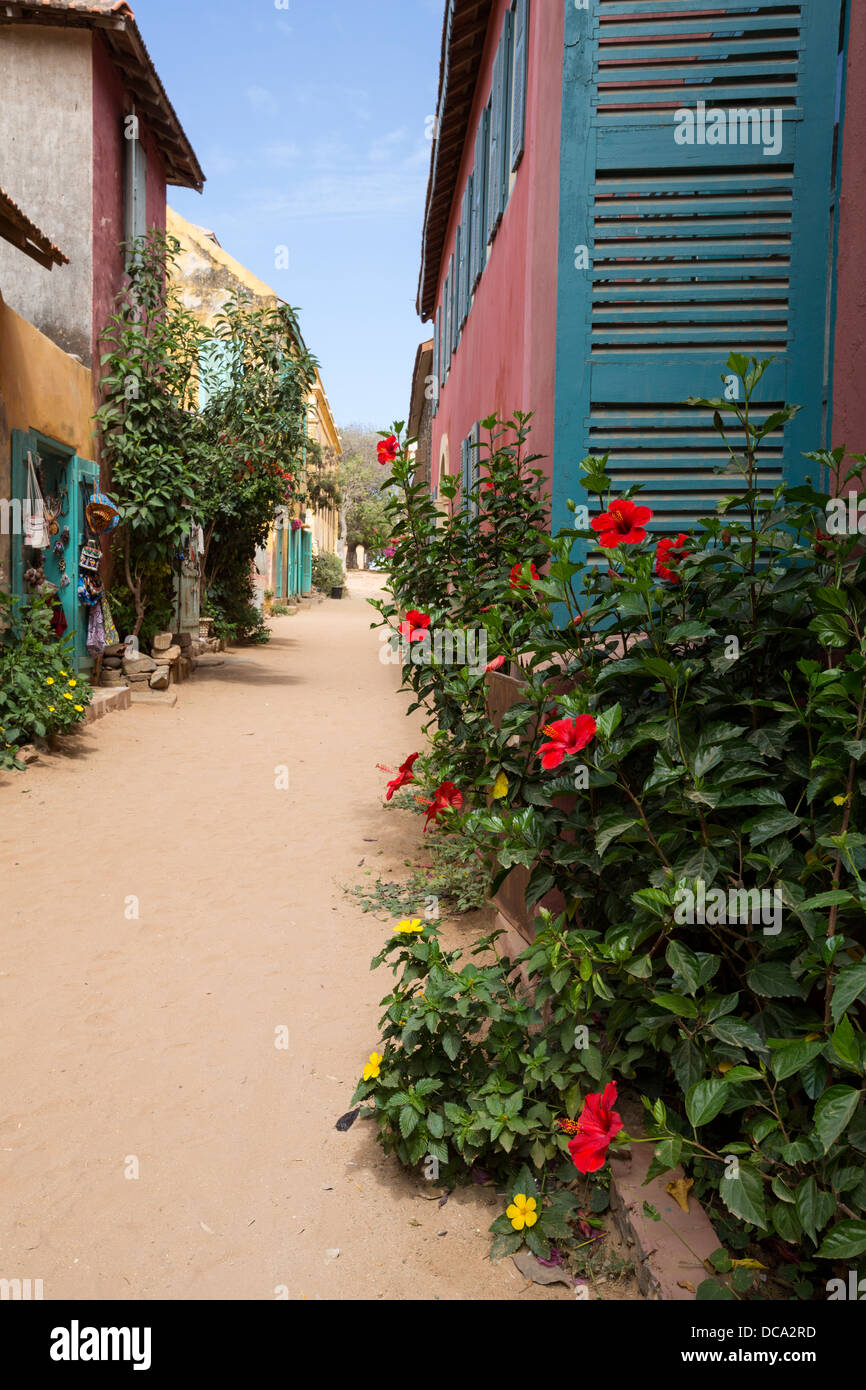 Hibiscus sur coin de rue de Gorée, l'île de Gorée, au Sénégal. Banque D'Images