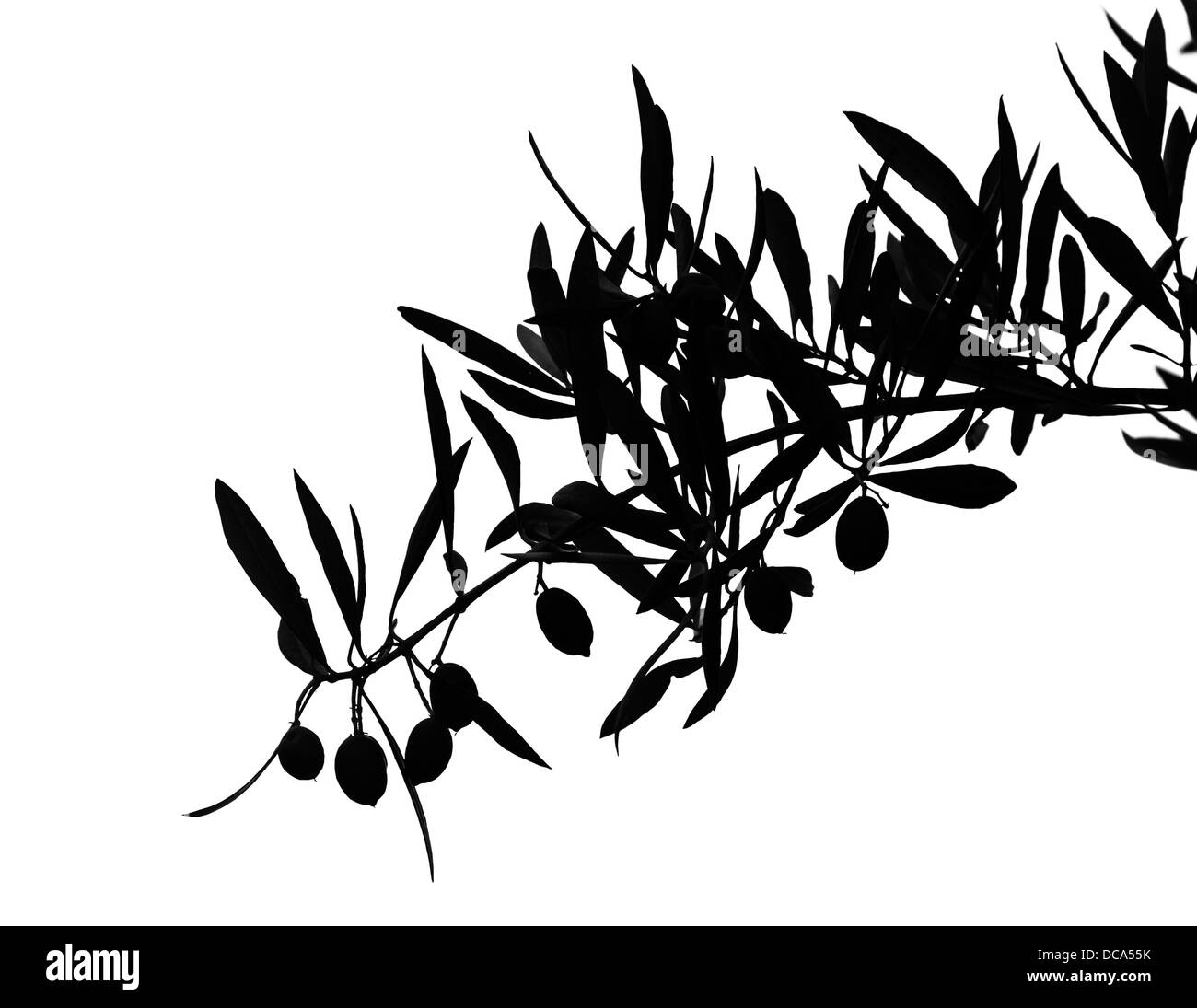 Silhouette noire d'olives sur branch isolated on white Banque D'Images