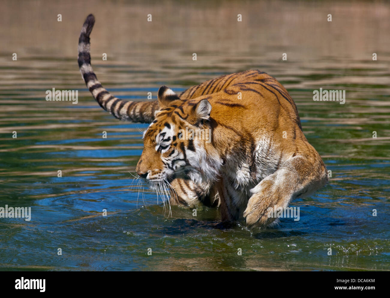 Aysha, femelle tigre du Bengale (Panthera tigris tigris), Isle of Wight Zoo, Sandown, Isle of Wight, Angleterre Banque D'Images