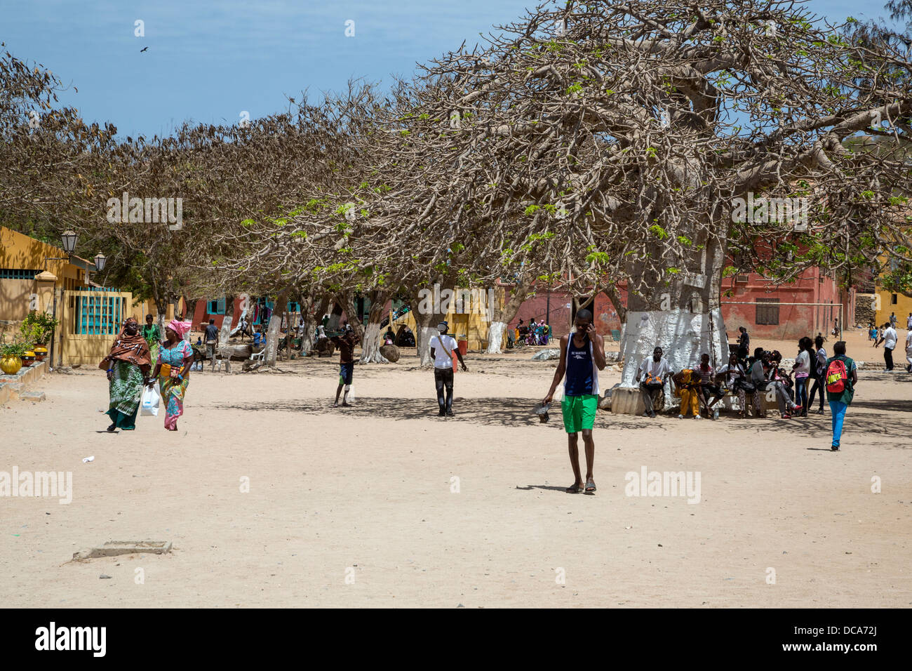 L'île de Gorée, au Sénégal. Un grand baobab fournit de l'ombre. Banque D'Images