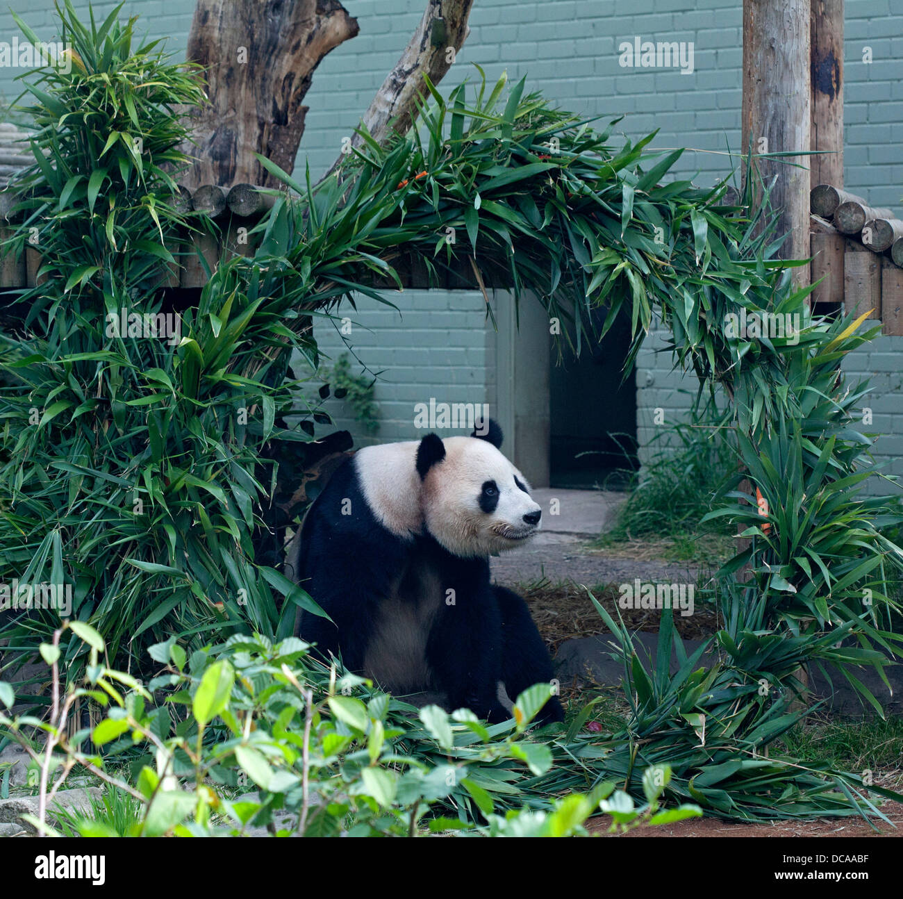 Zoo d'Édimbourg, 14 août 2013 Yang Guang, Edinburgh Zoo's panda géant mâle, 10e anniversaire avec structure en bambou recouvert de miel dans la forme des chiffres. Banque D'Images