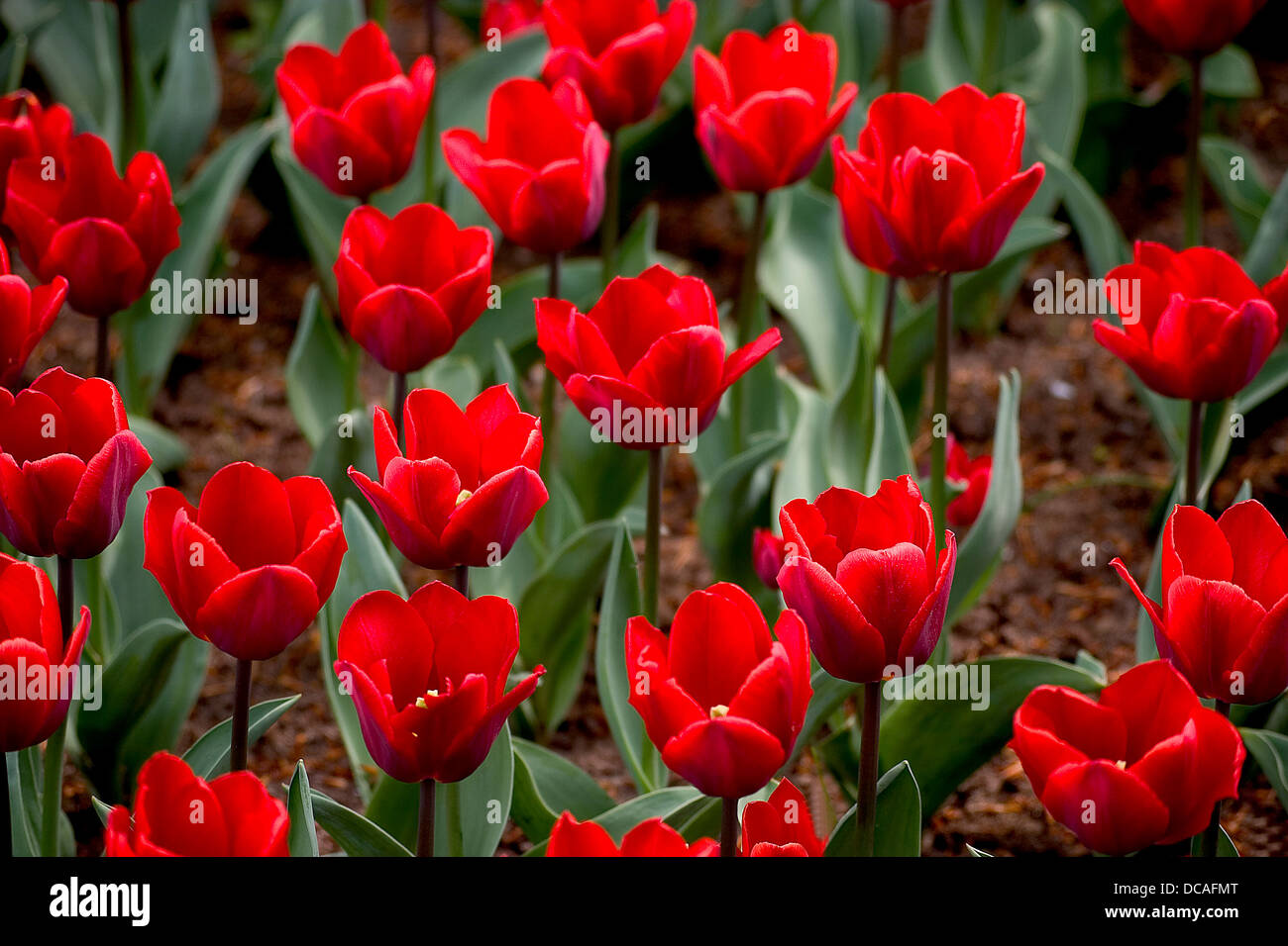 Tulip Banque D'Images