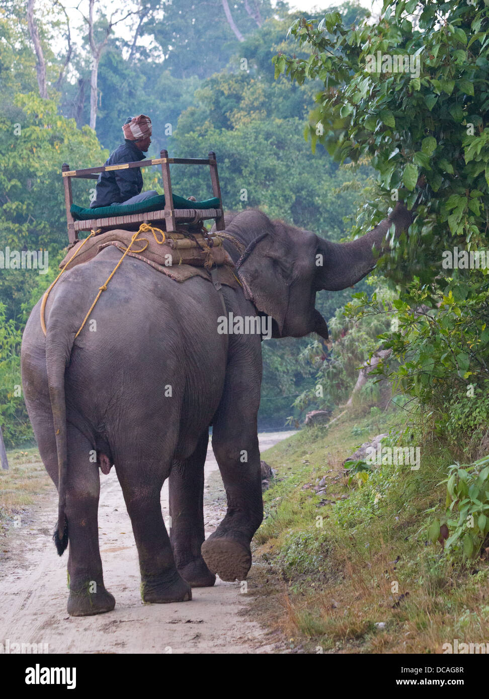 Mahout et l'éléphant, le parc national de Bardia, Népal Banque D'Images