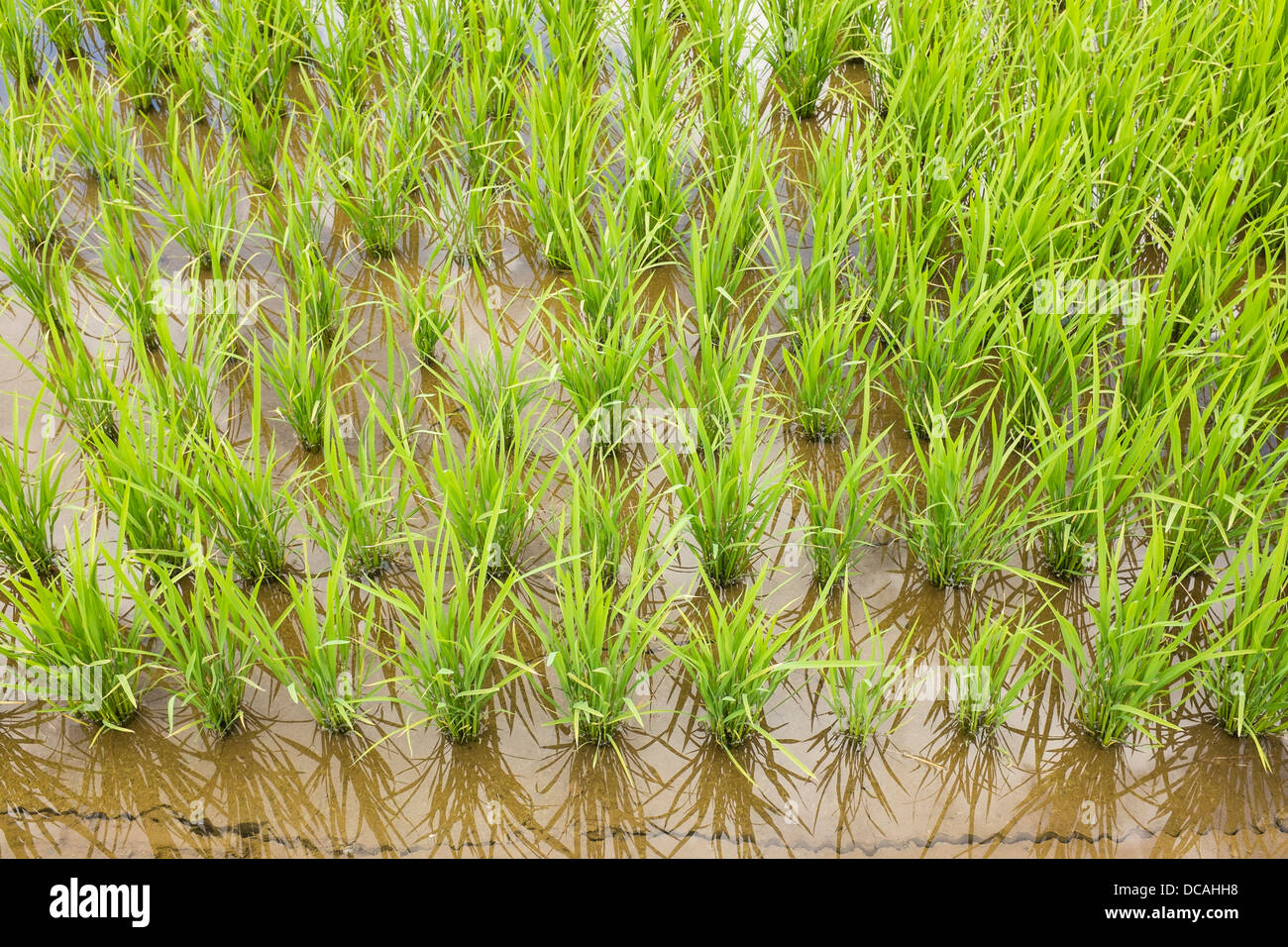 La culture du riz au Japon Banque D'Images