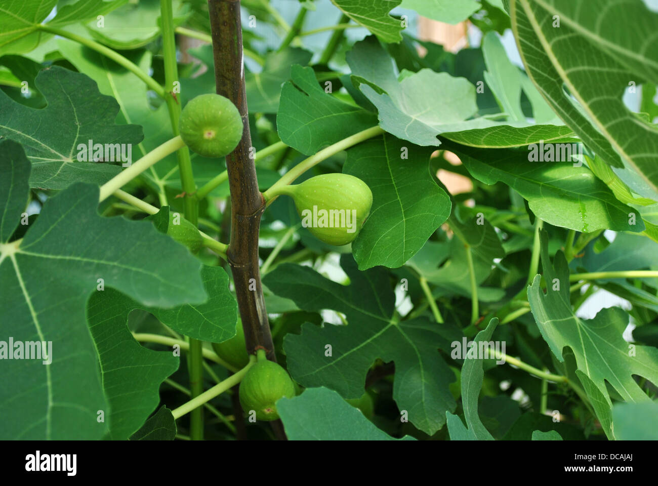 Close Up of a growing Fig Tree Banque D'Images