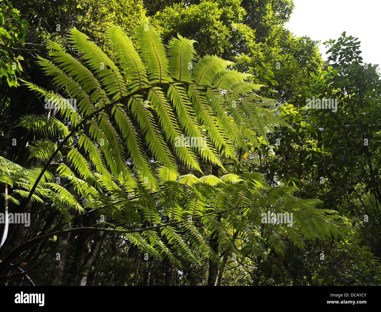 Dh WAIPOUA FOREST NEW ZEALAND fern leaf Gaint feuilles emblématiques des forêts tropicales Banque D'Images