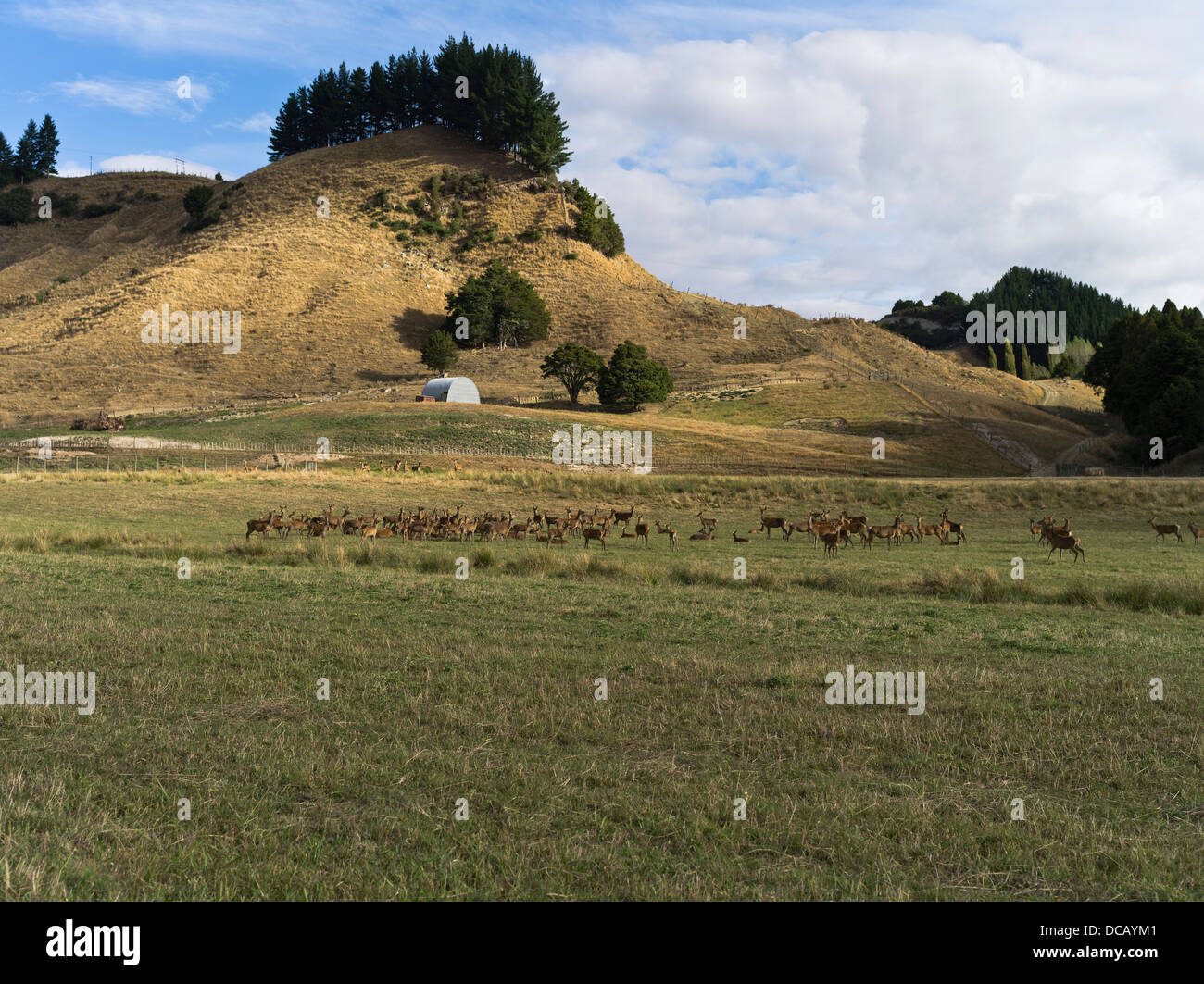 PUNGAPUNGA dh Nouvelle-zélande Deer Valley farm herd île du nord Banque D'Images