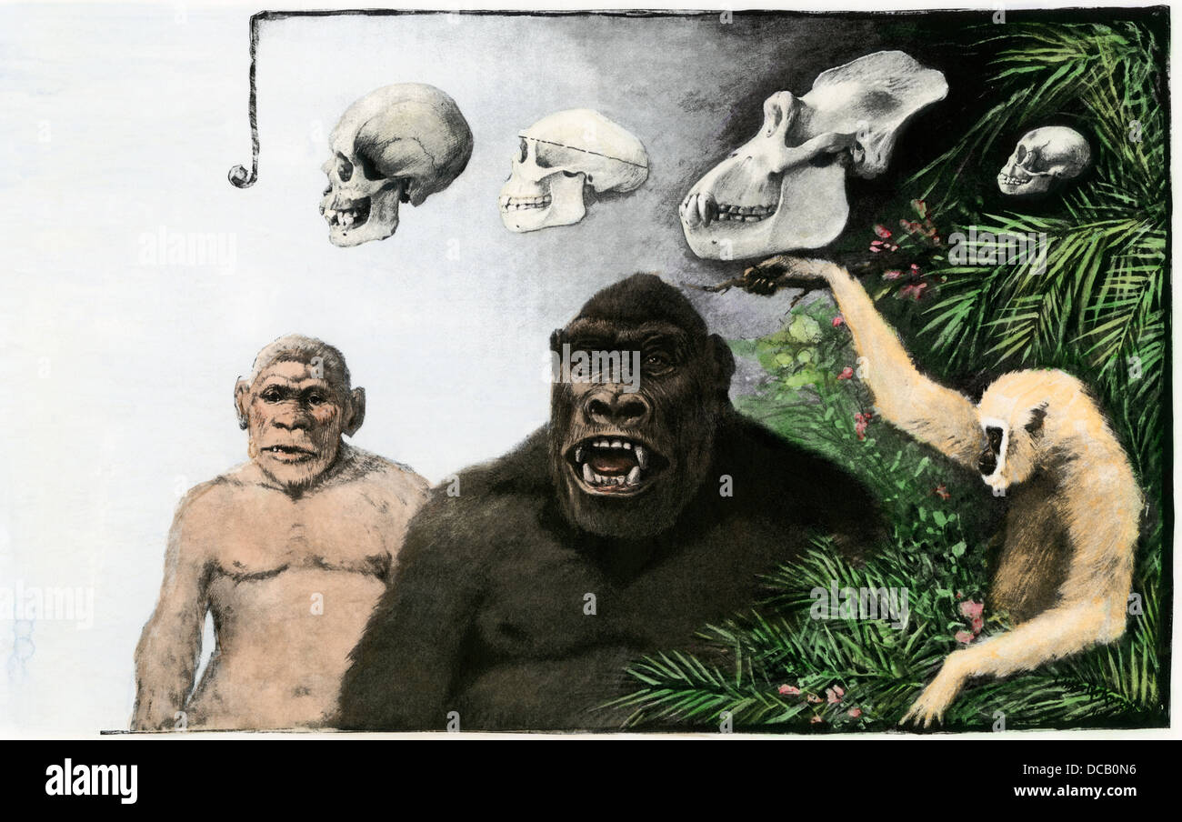 Comparaison de crânes d'un humain, Pithecanthropus erectus (homo), gorille, et gibbon, ch. 1900. La main, d'une illustration de demi-teinte Banque D'Images