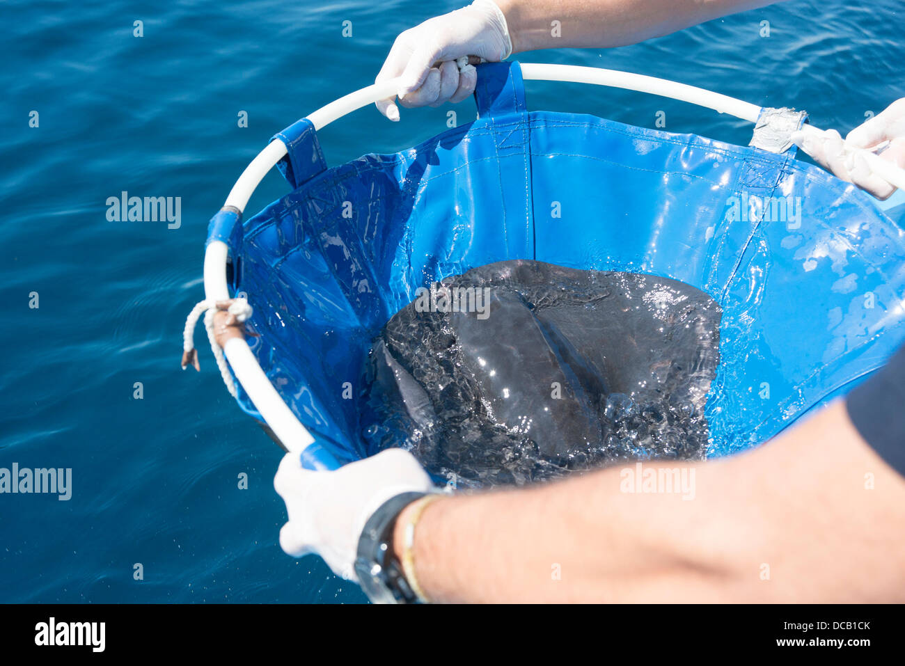 Valence, Espagne. 14 août 2013. Ces animaux ont été trouvés échoués sur la côte de Valence et son traitement dans l'aire de récupération des mesures océanographiques répond au protocole développé par l'aquarium à l'apparition des animaux marins qui nécessitent des soins. Après avoir été récupéré, comme il avait quelques blessures et ont été désorientés, sont en parfait état d'être retournés à la mer. Le transfert de la quatrième bande est reportée pour être enceinte. Credit : Salva Garrigues/Alamy Live News Banque D'Images