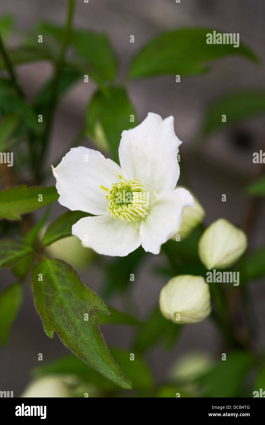 Clematis montana 'Alba' poussant dans le jardin. Banque D'Images