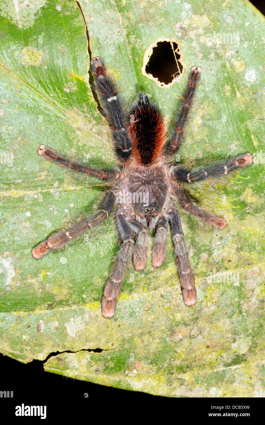 Tarantula sur une feuille dans la forêt tropicale en sous-bois, de l'Équateur Banque D'Images