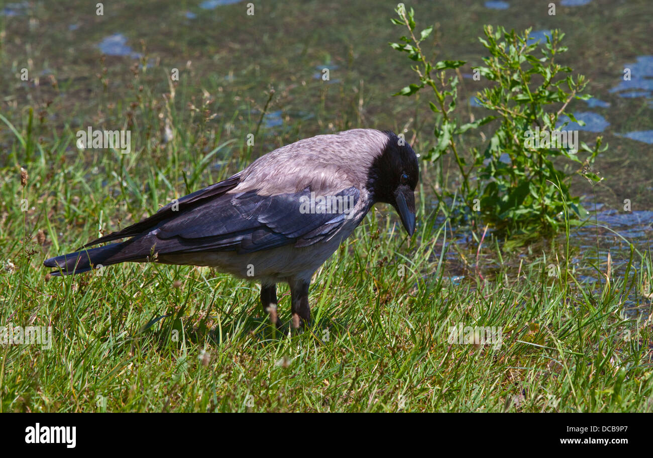 Hooded Crow (corvus cornix), au nord de l'Italie Banque D'Images