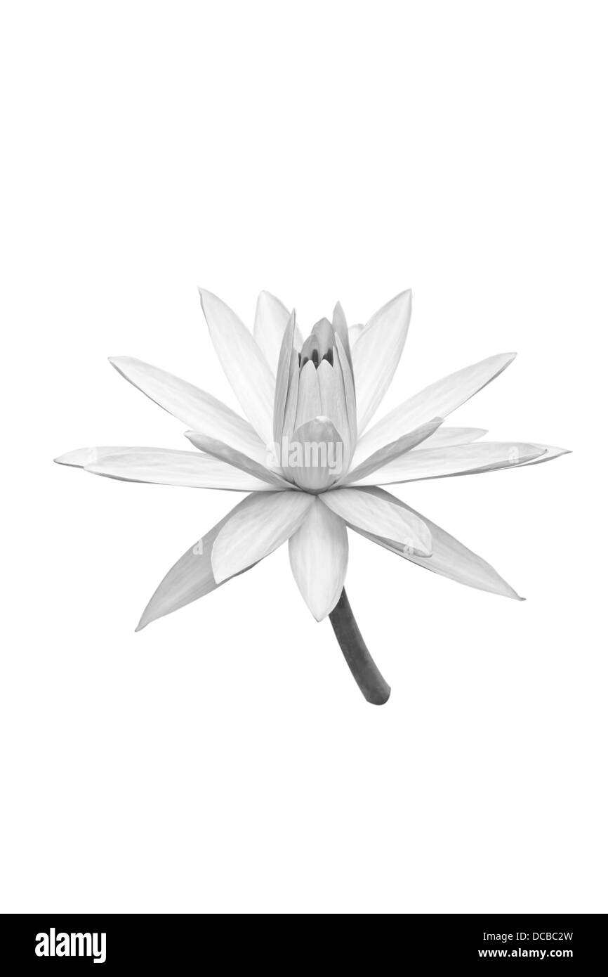 Belle black Lotus (Lotus flower unique isolé sur fond blanc) noir Banque D'Images