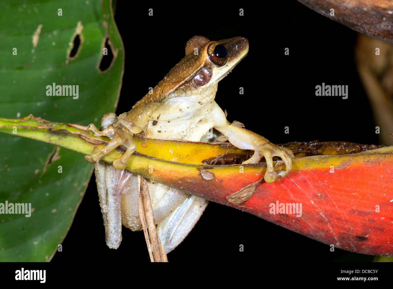 Tête large (Treefrog Osteocephalus planiceps) sur une bractée heliconia rouge en Amazonie équatorienne Banque D'Images Tête large (Treefrog Osteocephalus planiceps) sur une bractée heliconia rouge en Amazonie équatorienne Banque D'Images