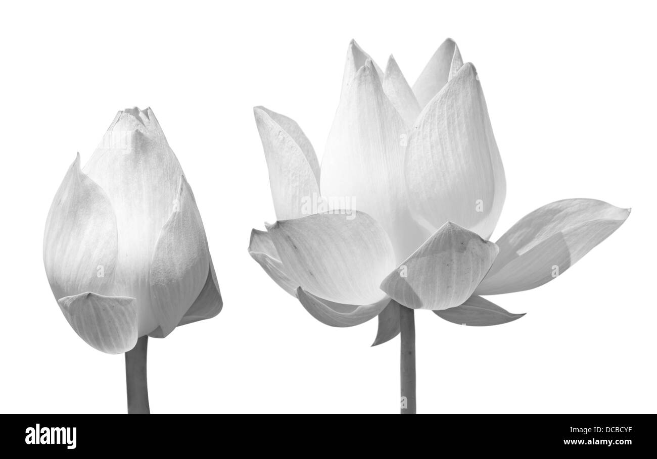 Belle black Lotus (Lotus flower unique isolé sur fond blanc) noir Banque D'Images