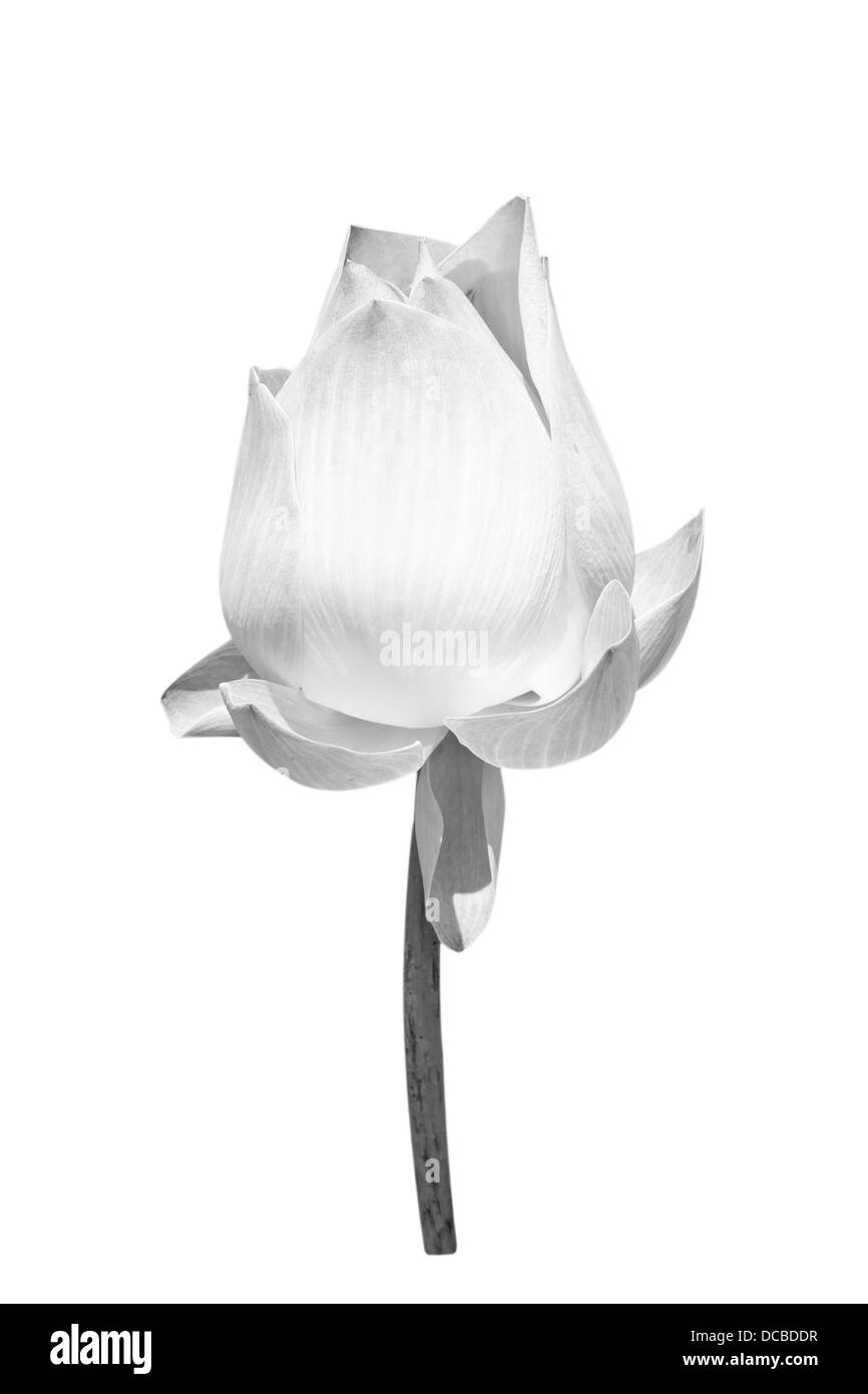 Belle black Lotus (Lotus flower unique isolé sur fond blanc) noir Banque D'Images