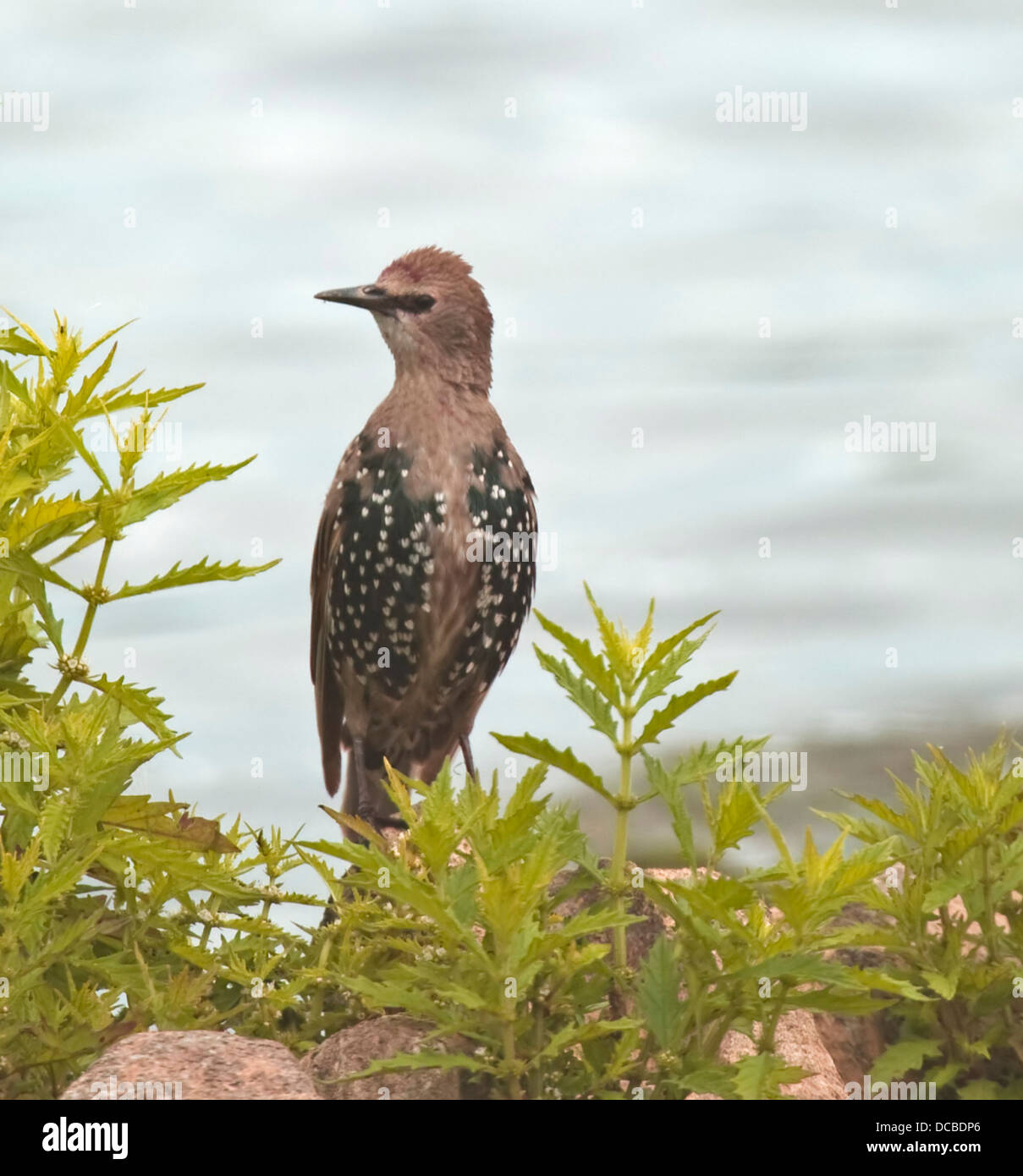 Etourneau sansonnet (Sturnus vulgaris) juvanile Banque D'Images