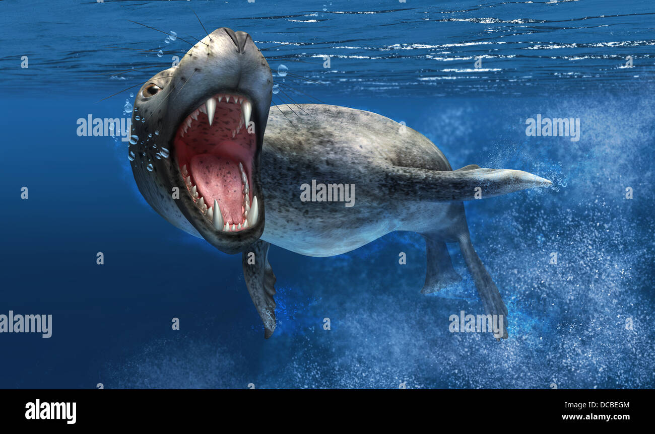 Leopard seal avec close up sur la tête et bouche ouverte montrant des dents pointues. Nage sous l'eau, avec fond de l'océan bleu. Banque D'Images