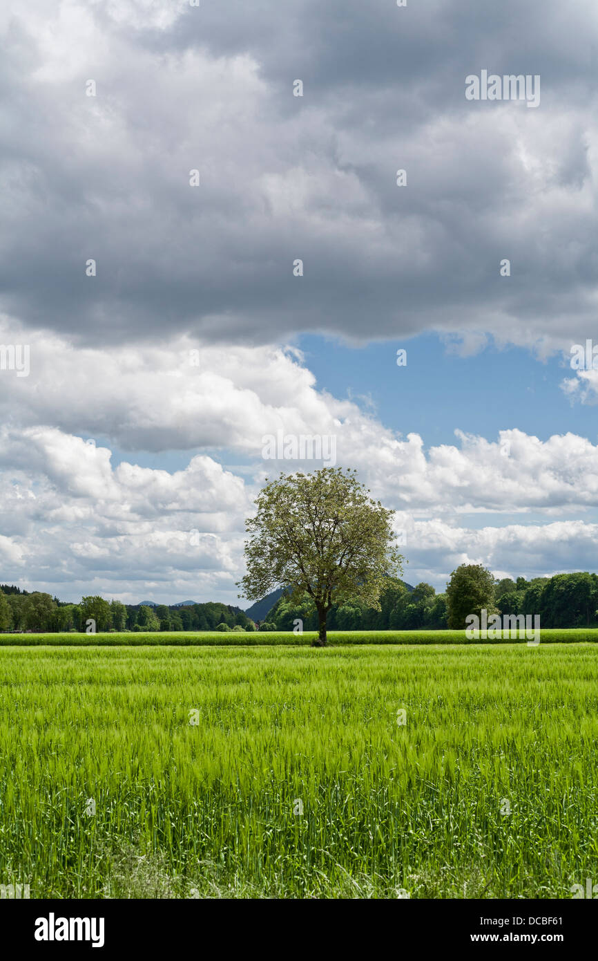 Paysage d'été en milieu rural. Banque D'Images