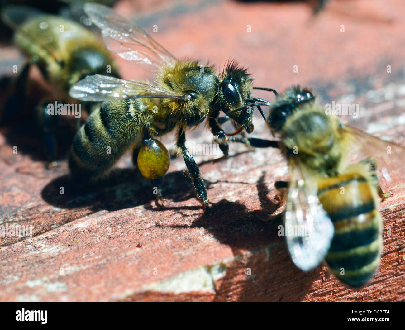 Les abeilles du miel de la communication Banque D'Images