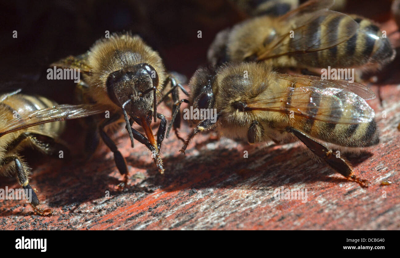 Les abeilles du miel nettoyer proboscis Banque D'Images