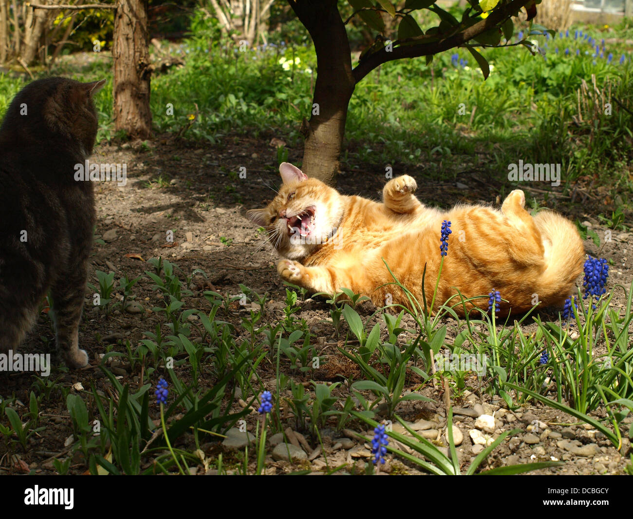 Combat De Chats Banque De Photographies Et D Images A Haute Resolution Alamy
