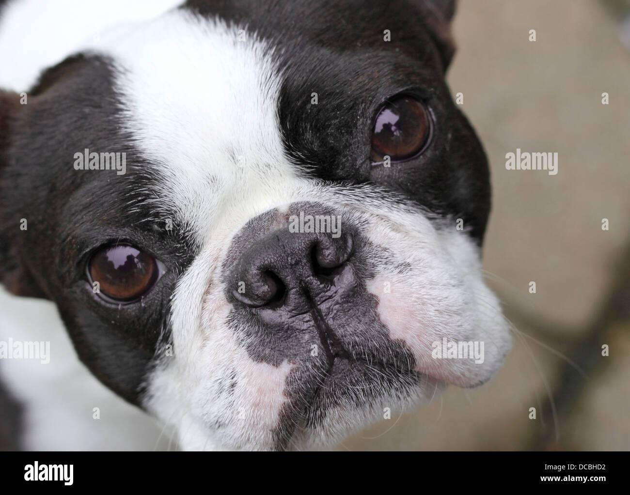 Les jeunes Boston Terrier Banque D'Images