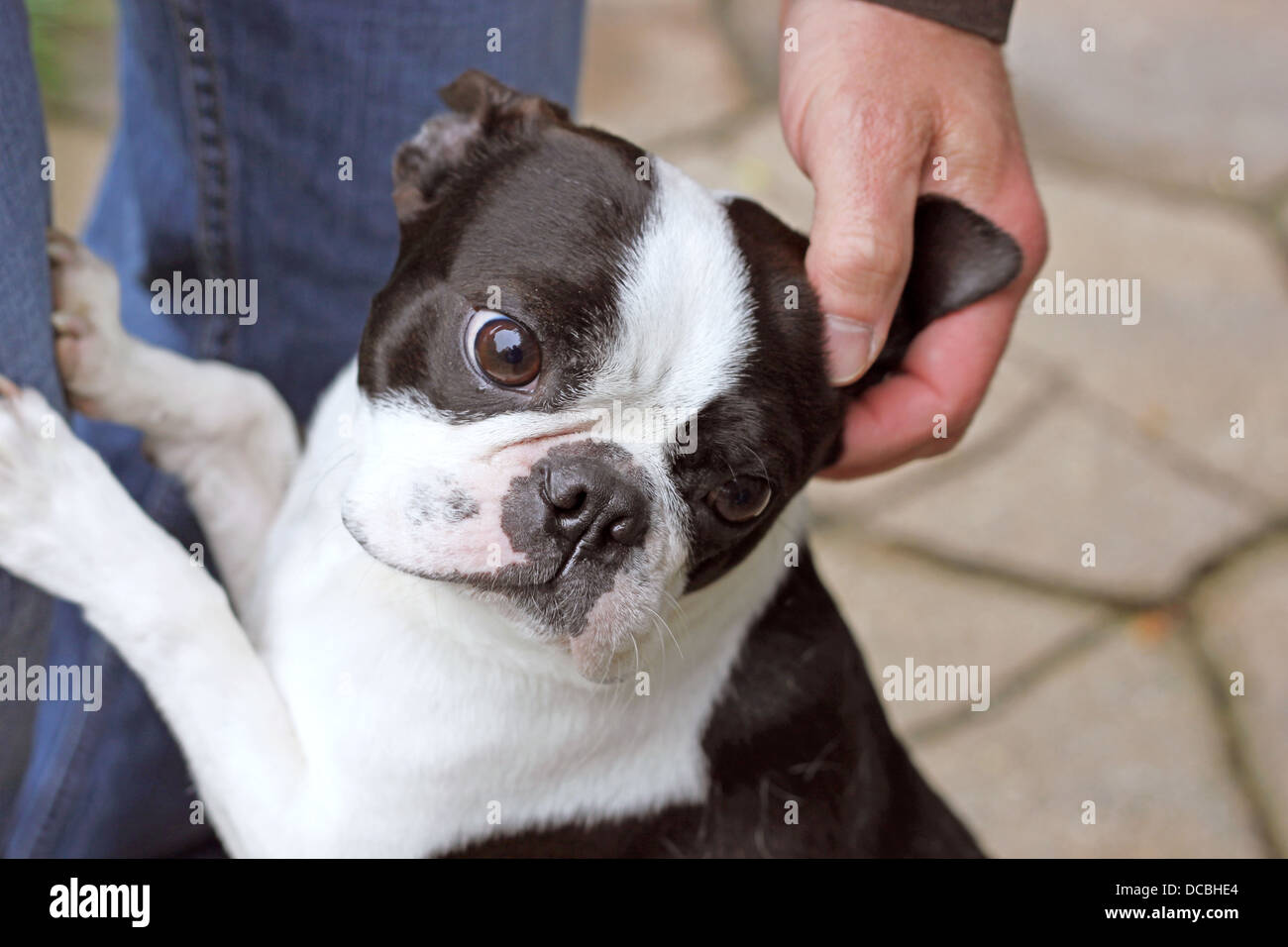 Le Boston Terrier pour enfants Banque D'Images
