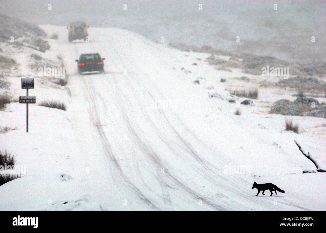 Un renard traverser la route dans la neige à Dartmoor. Banque D'Images