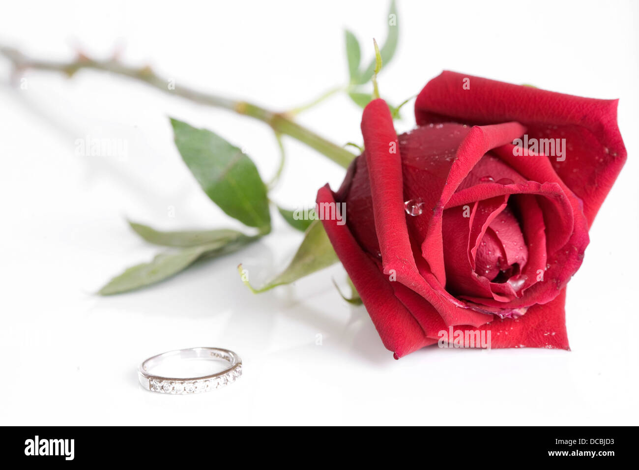 Seule belle rose rouge isolated on white Banque D'Images