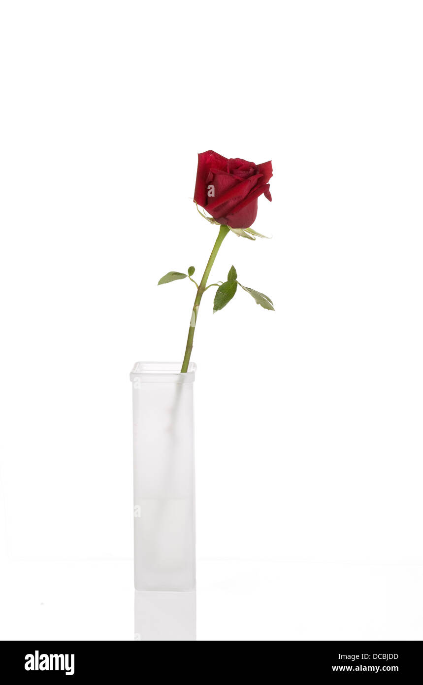 Belle rose rouge en blanc vase isolé Banque D'Images
