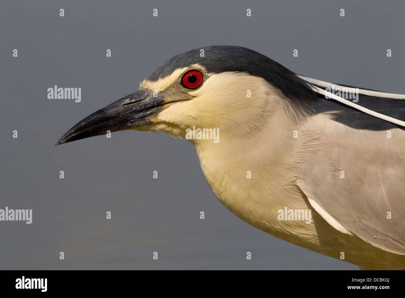 Bihoreau gris Nycticorax nycticorax, adulte, responsable, lac profil Csaj, Hongrie, en juin. Banque D'Images