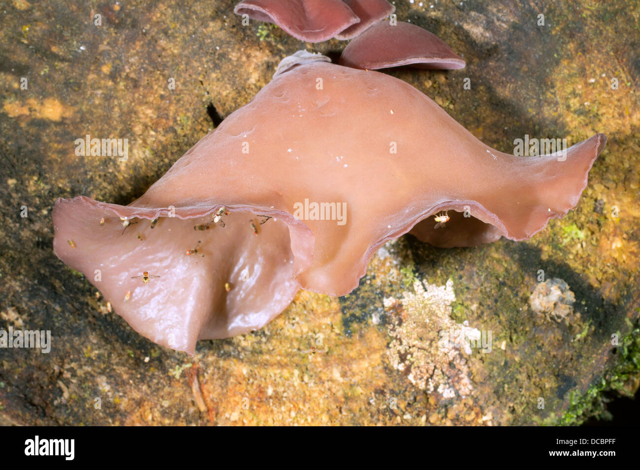 Jelly Champignon oreille (Auricularia auricula-judae) poussant sur un journal pourri visité par les mouches à fruits (Drosophila). Banque D'Images