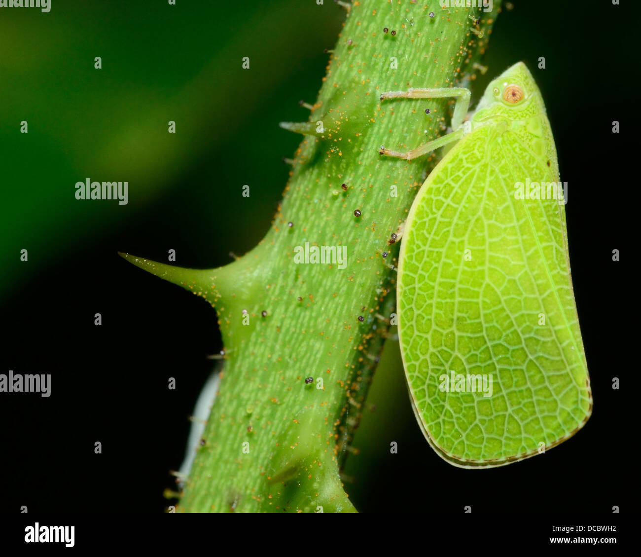 D'un plan macro insectes cicadelles perché sur une tige de la plante verte. Banque D'Images
