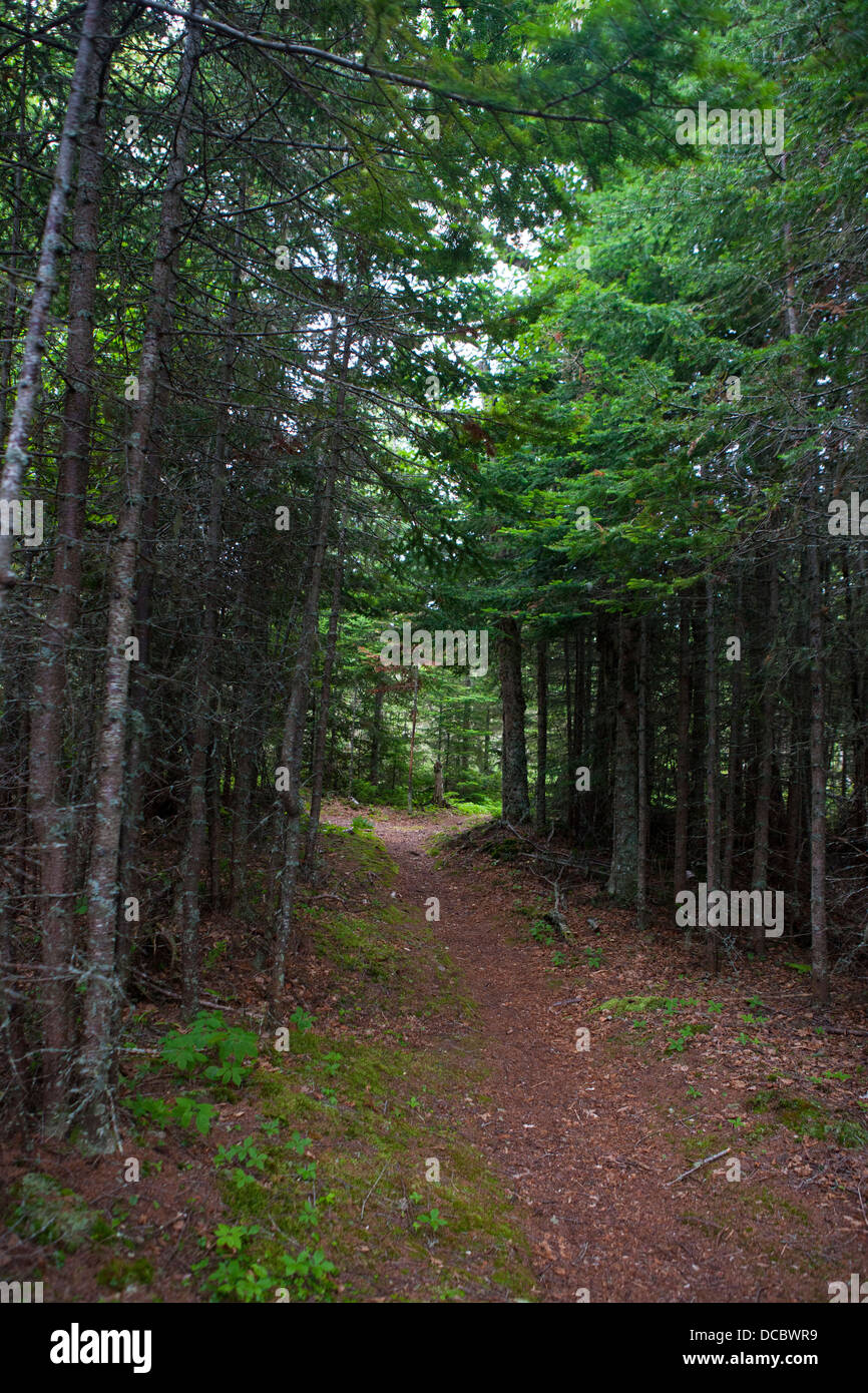 Sentier de randonnée à travers la forêt boréale sur l'île de framboise, Isle Royale National Park, Michigan, United States of America Banque D'Images