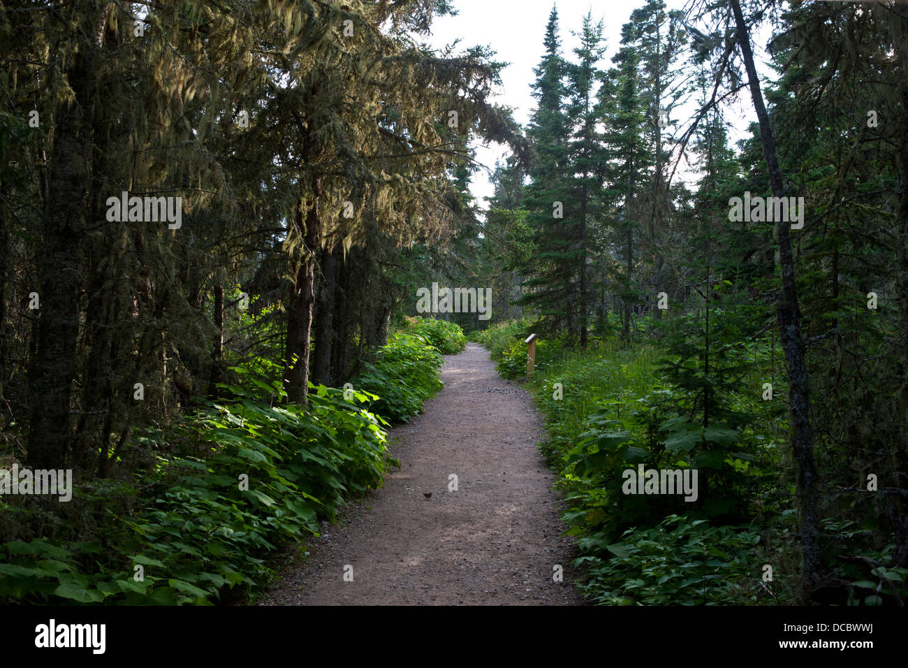 Rock Harbour Trail, Isle Royale National Park, Michigan, United States of America Banque D'Images