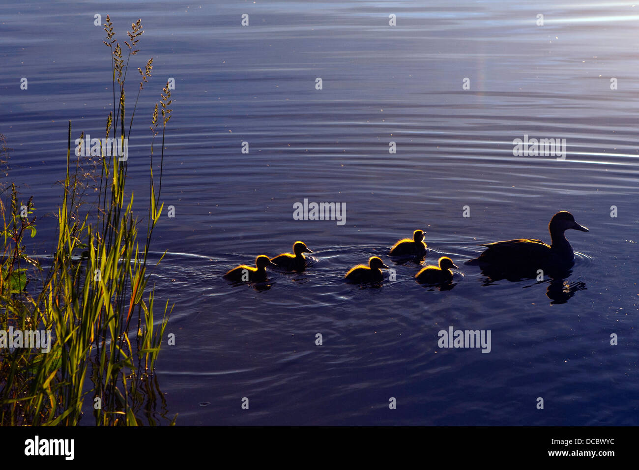 Canard aux cinq canetons, Tobin Harbour, Isle Royale National Park, Michigan, United States of America Banque D'Images