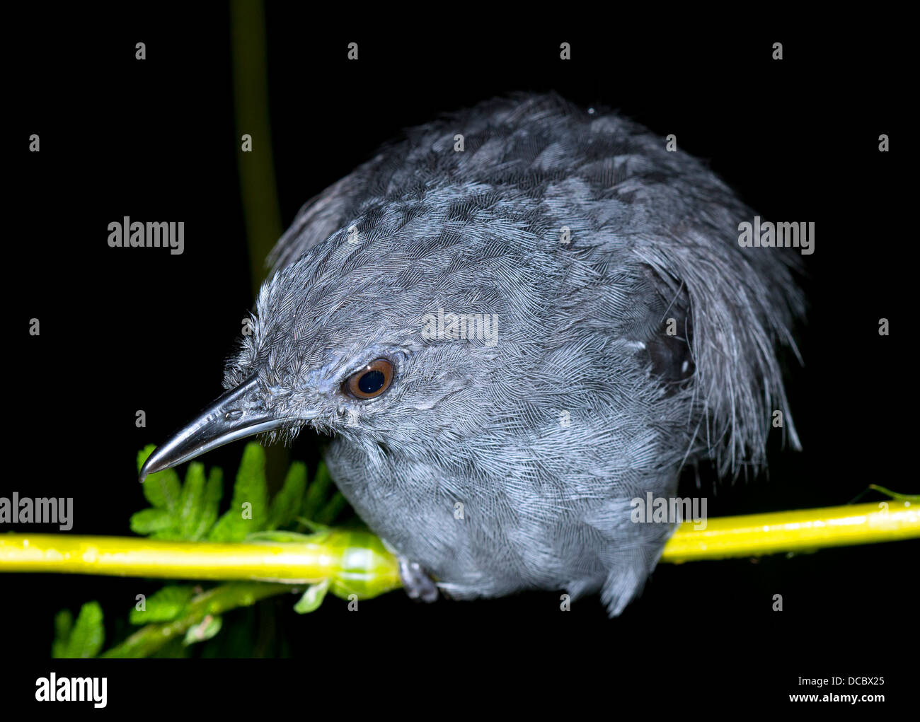 La nuit de repos d'oiseaux non identifiés dans le sous-étage de la forêt tropicale, l'Équateur Banque D'Images