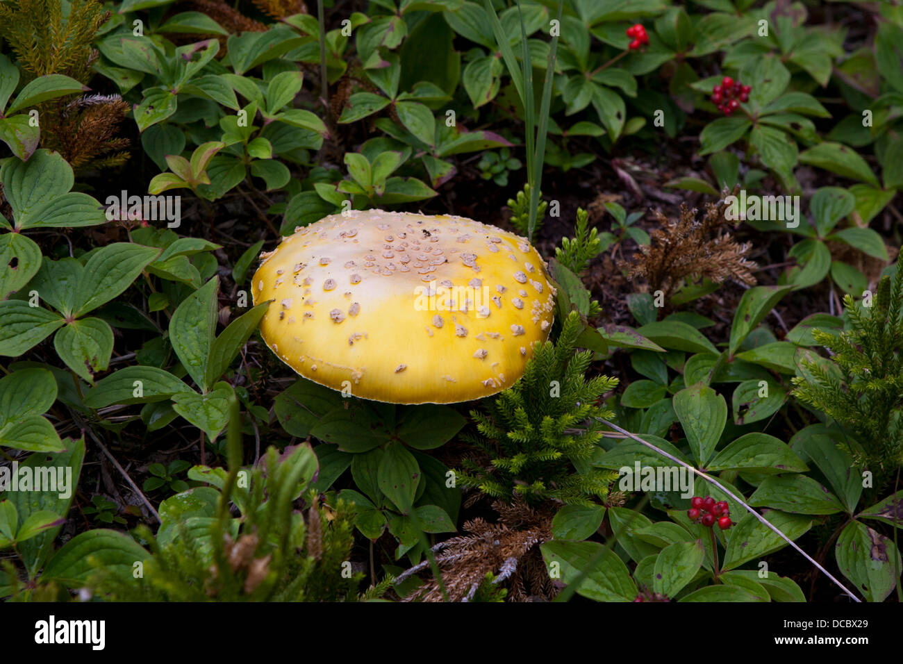 Agaric fly jaune (Amanita muscaria) champignons, Isle Royale National Park, Michigan, United States of America Banque D'Images