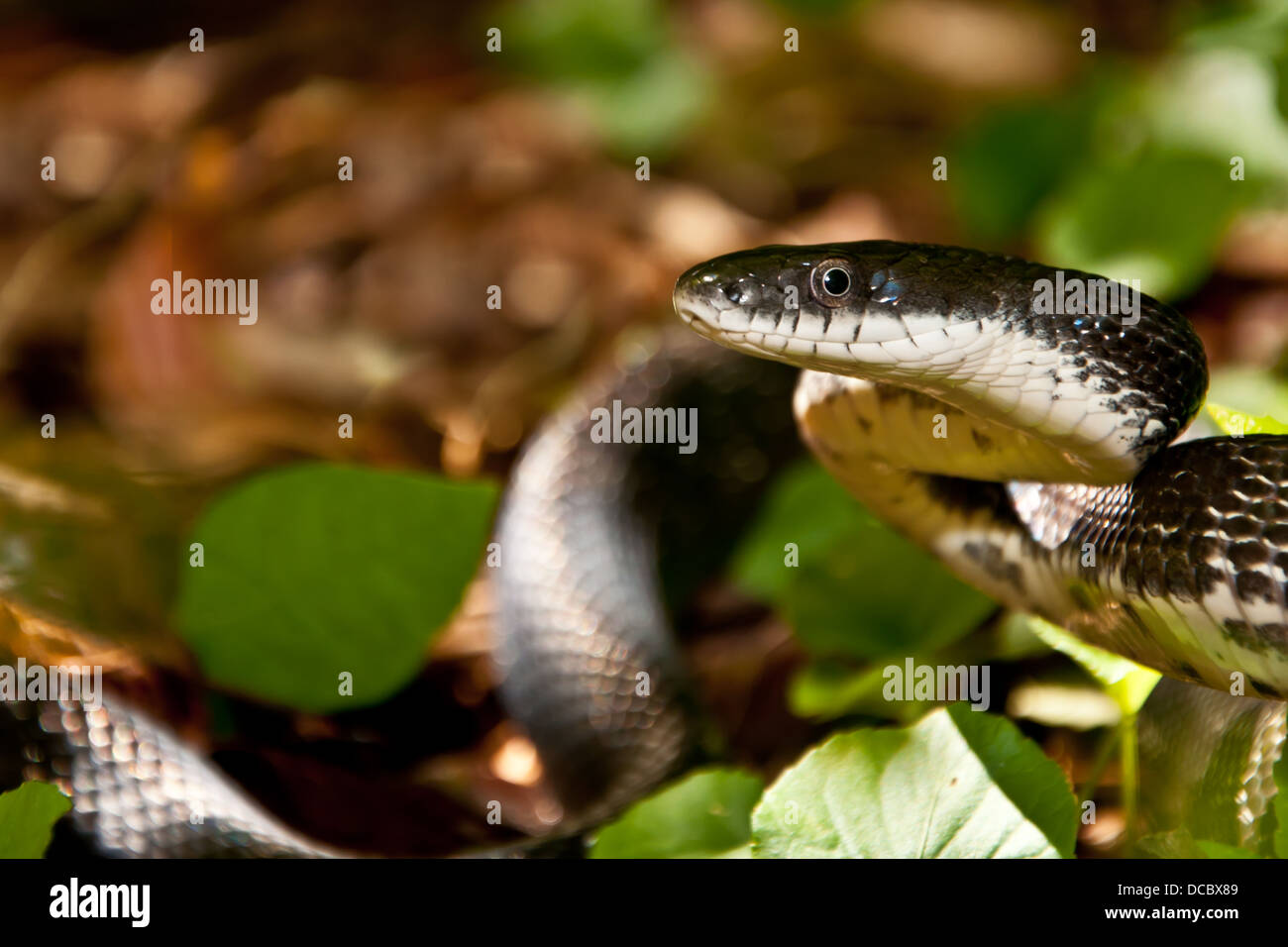 Couleuvre obscure Banque D'Images