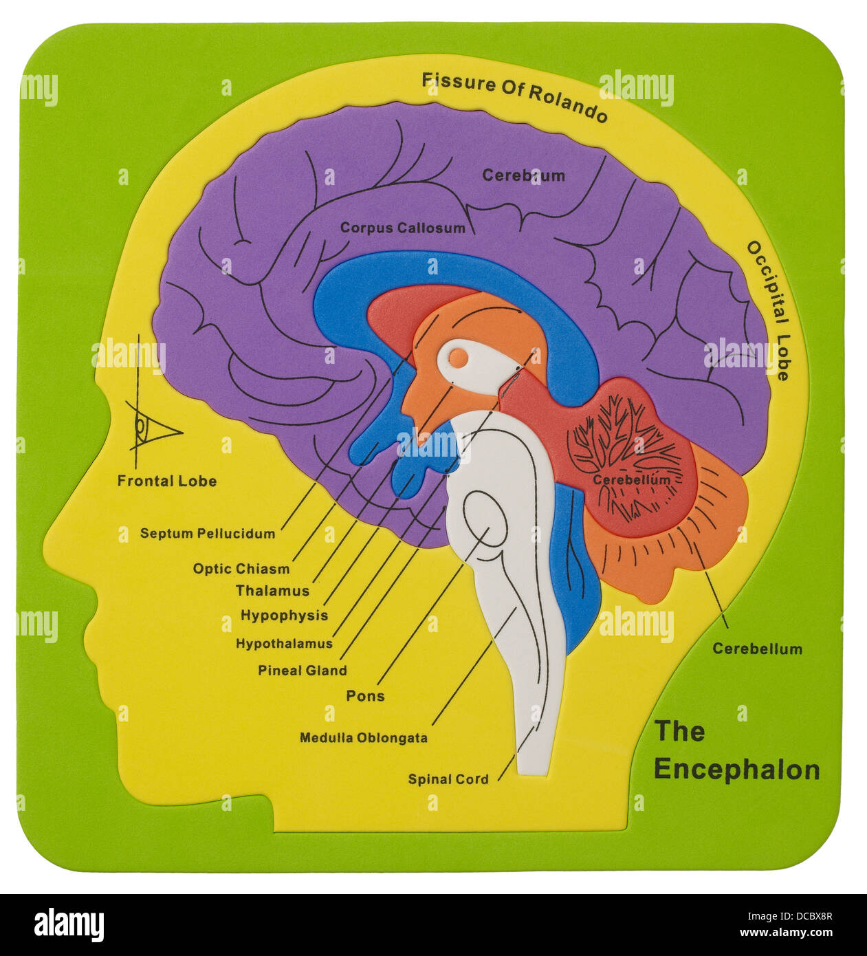 Puzzle de cerveau Banque D'Images