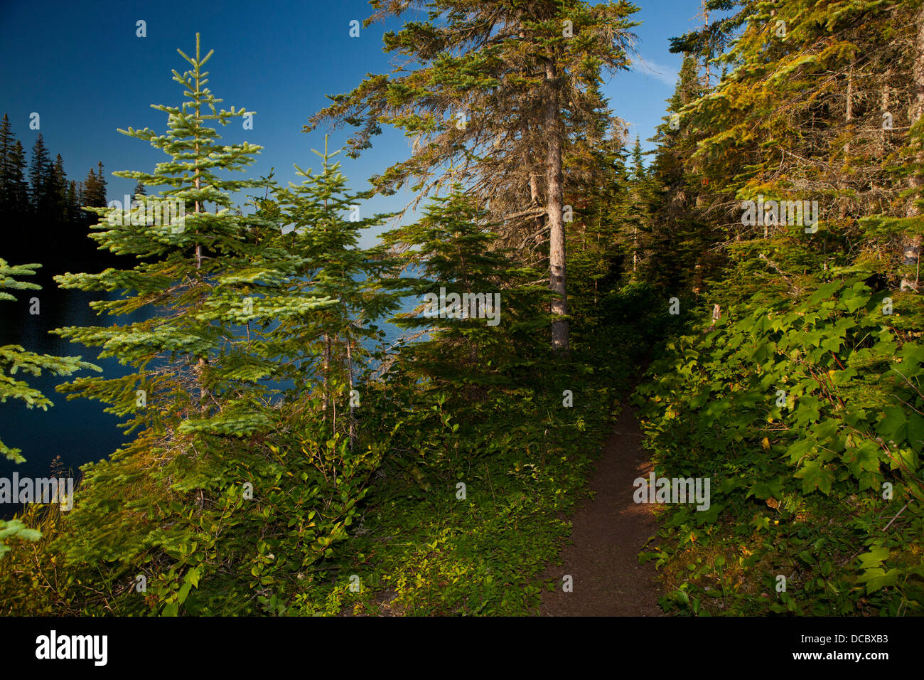 Sentier de randonnée le long de retour Stoll Tobin Harbour, Isle Royale National Park, Michigan, United States of America Banque D'Images