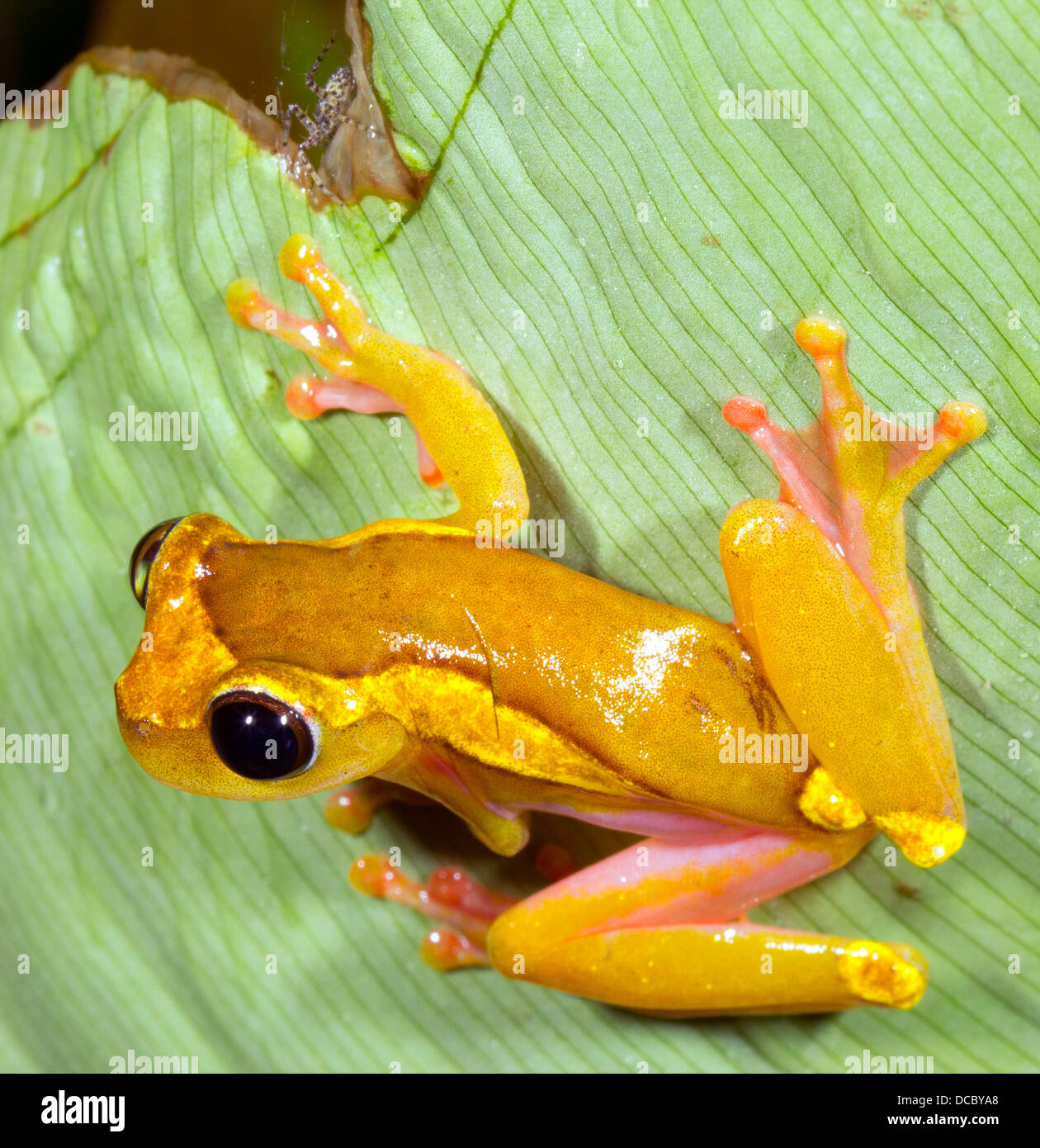 Haute Amazonie (Treefrog Dendropsophus bifurcus) Banque D'Images