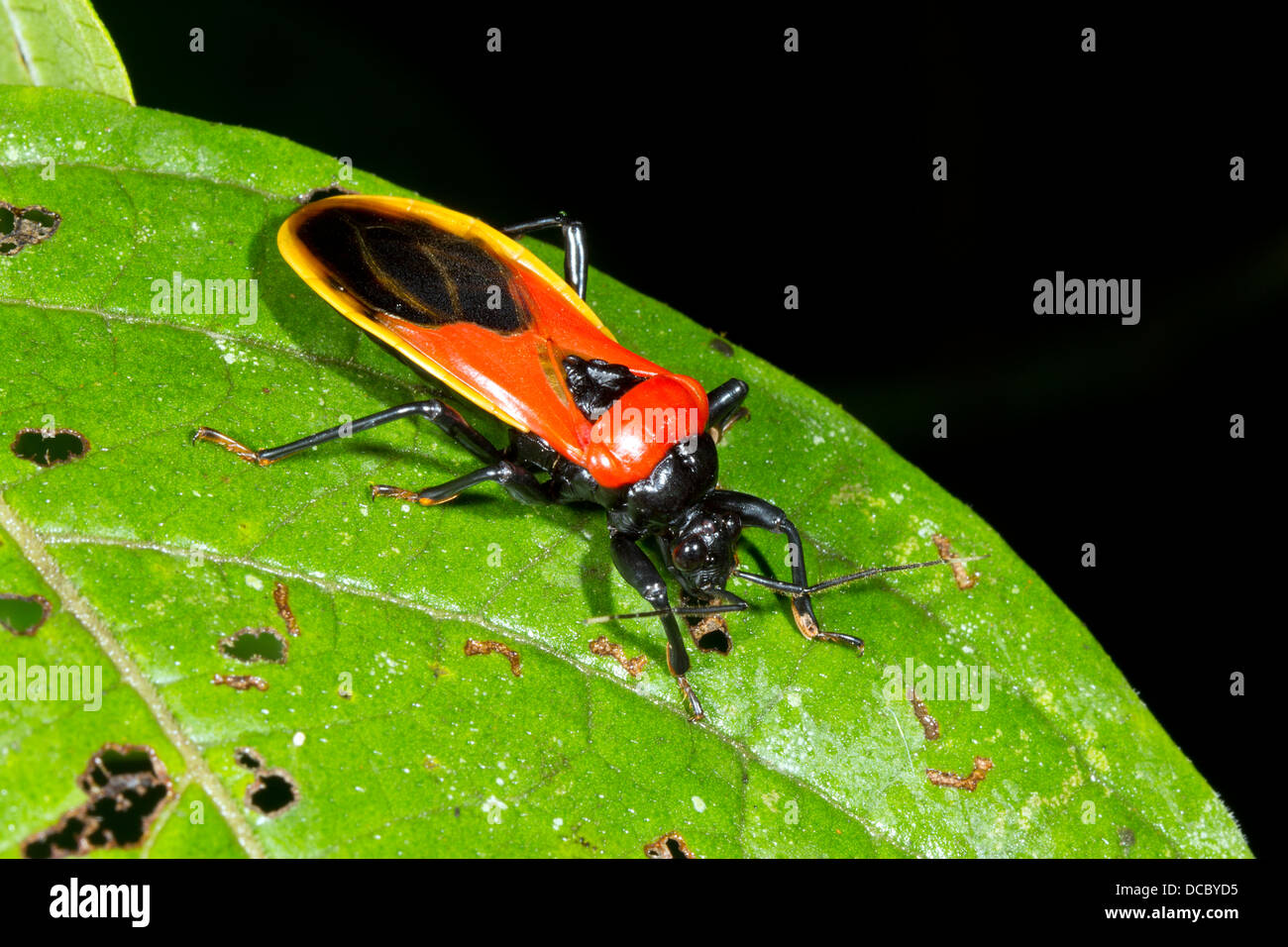 Un assassin bug de couleur vive (famille des Reduviidae) dans la forêt tropicale, l'équateur Banque D'Images